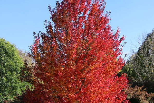 Redpointe® Maple