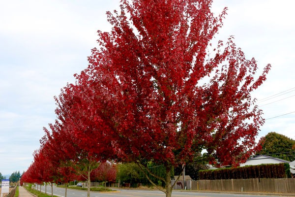 Redpointe® Maple