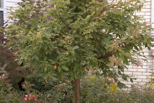 Paperbark Maple