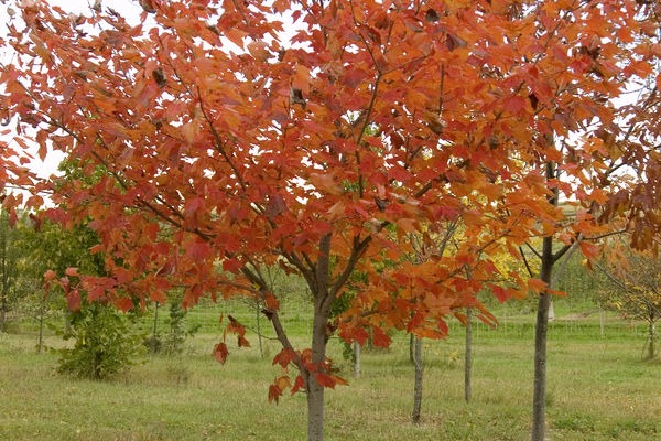 Northwood Maple