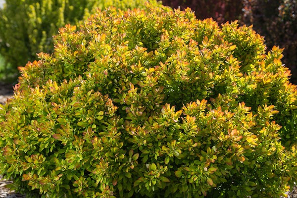First Editions® Limoncello™ Barberry