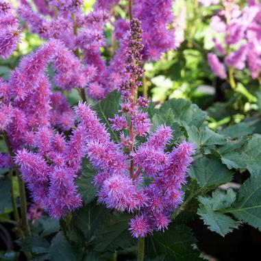 Visions Astilbe