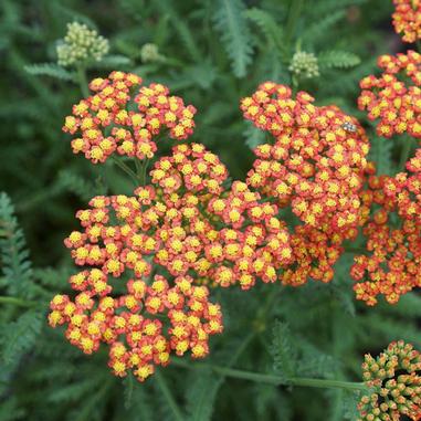 Walther Funcke Yarrow