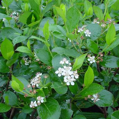 Red Chokeberry
