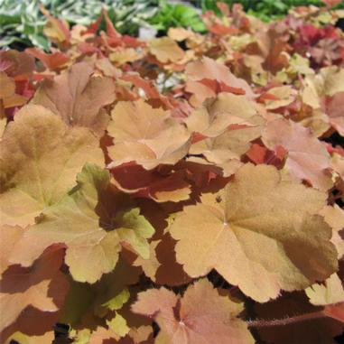 Caramel Alumroot