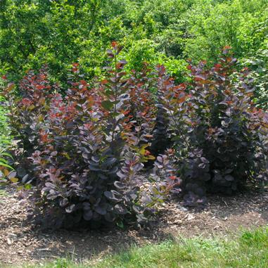 Royal Purple Smokebush