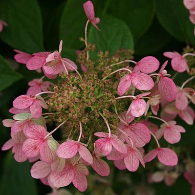 Quick Fire® Hydrangea