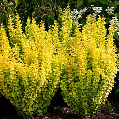 Sunjoy Gold Pillar® Barberry