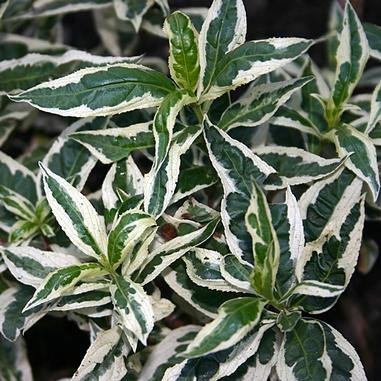 First Editions® Cool Splash® Dwarf Bush Honeysuckle