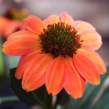 Sombrero® Hot Coral Coneflower