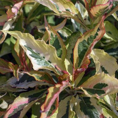 My Monet® ‘Sunset’ Weigela