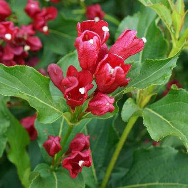 Sonic Bloom® Red Reblooming Weigela
