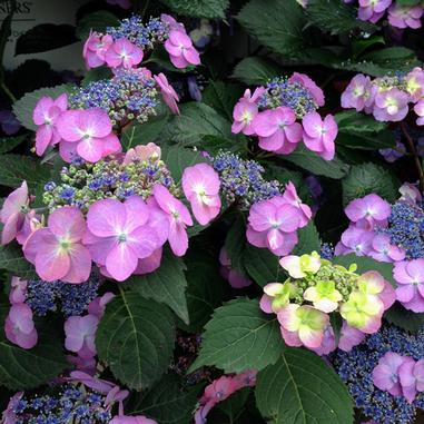 Tuff Stuff™ Mountain Hydrangea