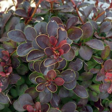 Sunjoy® Mini Salsa Barberry