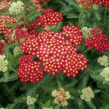 Strawberry Seduction Yarrow