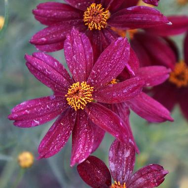 Permathread ‘Red Satin’ Coreopsis