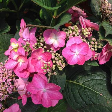 Tuff Stuff™ Red Mountain Hydrangea
