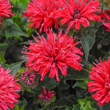 Pardon My Cerise Beebalm