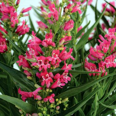 Rock Candy® Ruby Penstemon