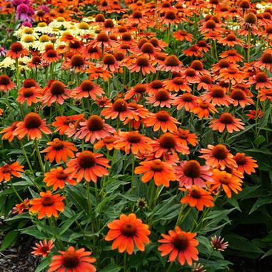 Sombrero® Flamenco Orange Coneflower