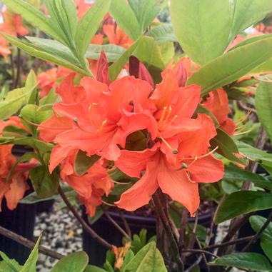 Mandarin Lights Azalea