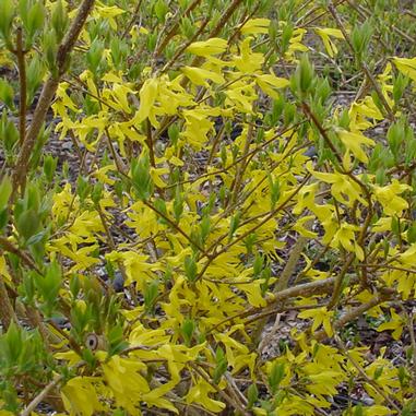 New Hampshire Gold Forsythia