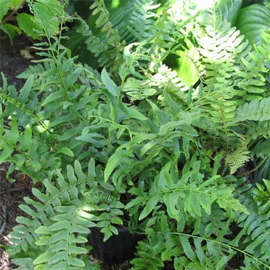 Christmas Fern