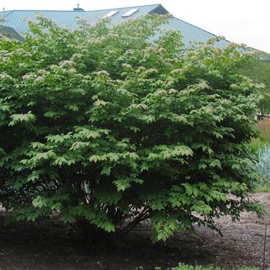Dwarf Burning Bush