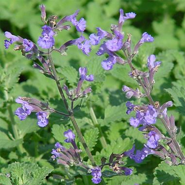Walker’s Low Catmint
