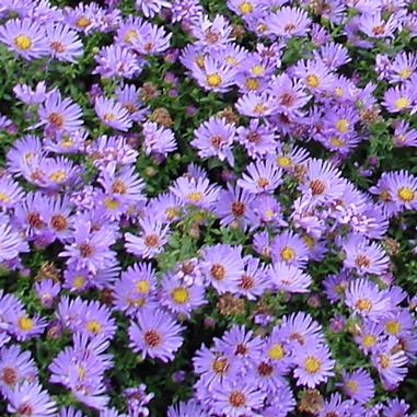 Wood’s Blue Aster