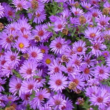 Wood’s Purple Aster