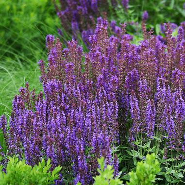 Wesuwe Salvia