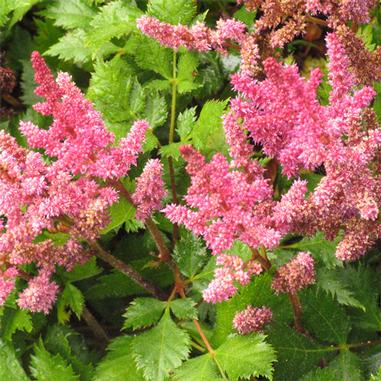 Vision in Red Astilbe