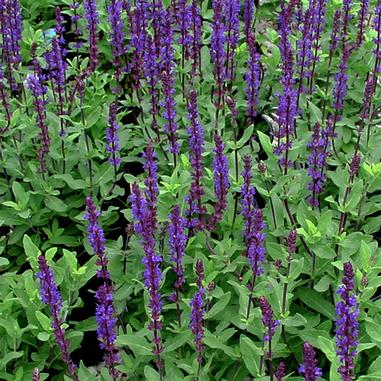 Caradonna Salvia