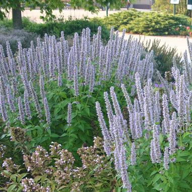 Anise Hyssop