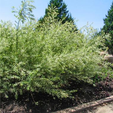 Dappled Willow