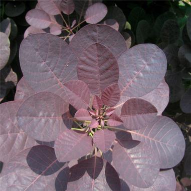 Royal Purple Smokebush