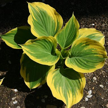 Hosta