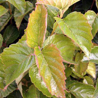 Chicago Lustre® Arrowwood Viburnum