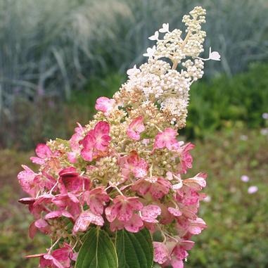 Pinky Winky® Hydrangea