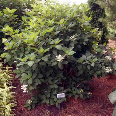 Quick Fire® Hydrangea