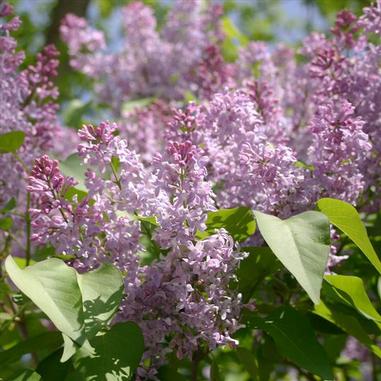 Common Purple Lilac