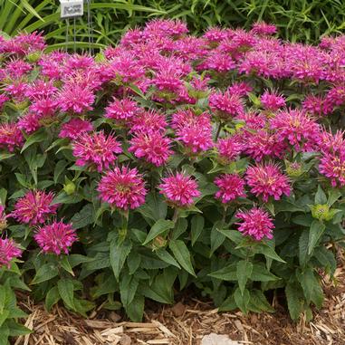 Pardon My Purple Beebalm
