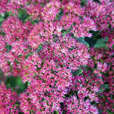Autumn Joy Sedum
