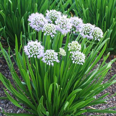 Summer Peek-A-Boo® Ornamental Onion