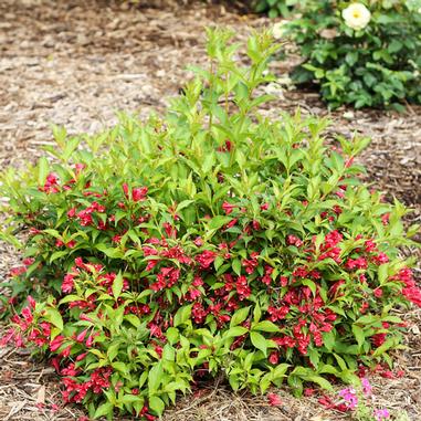 Sonic Bloom® Red Reblooming Weigela