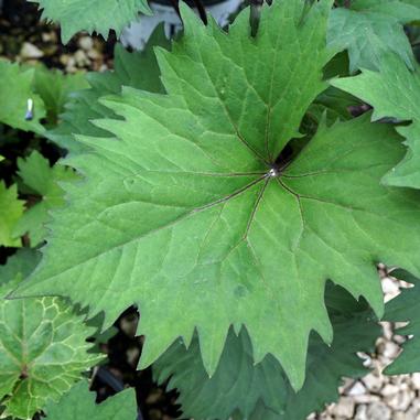 Bottle Rocket Ligularia