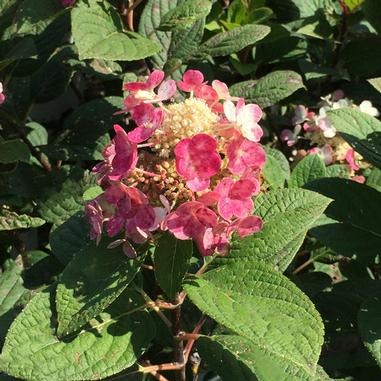 Little Quick Fire® Hydrangea