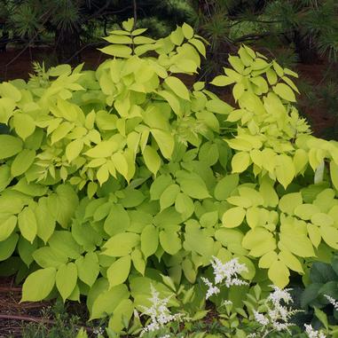 Golden Japanese Spikenard