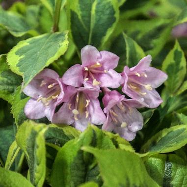 First Editions® Rainbow Sensation™ Weigela
